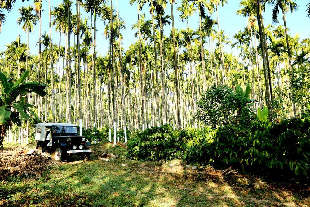 Coffee Native - A Family Homestay Mudigere Oda fotoğraf