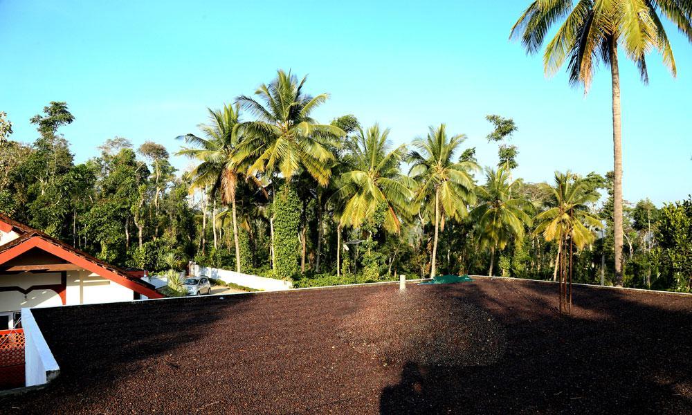 Coffee Native - A Family Homestay Mudigere Oda fotoğraf