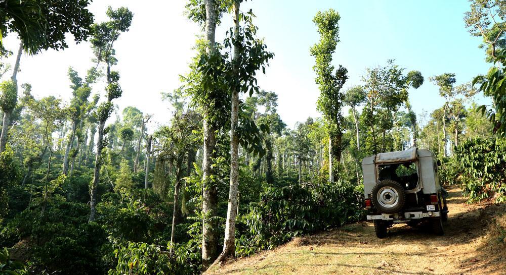 Coffee Native - A Family Homestay Mudigere Oda fotoğraf