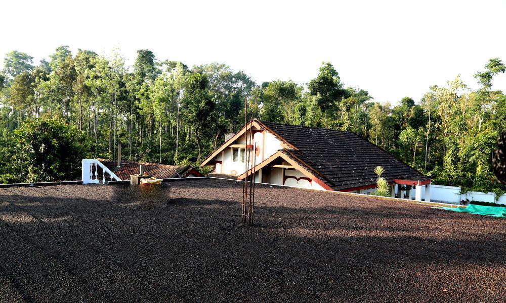 Coffee Native - A Family Homestay Mudigere Oda fotoğraf