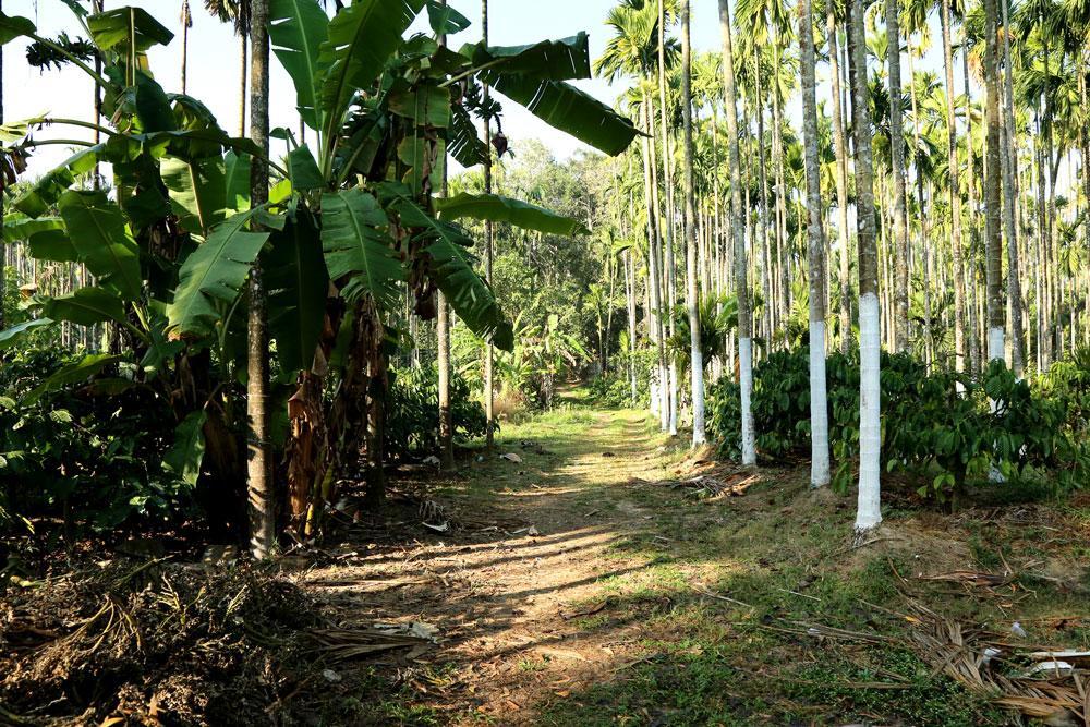 Coffee Native - A Family Homestay Mudigere Oda fotoğraf